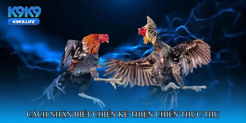 Cách nhận biết chiến kê thiện chiến thực thụ