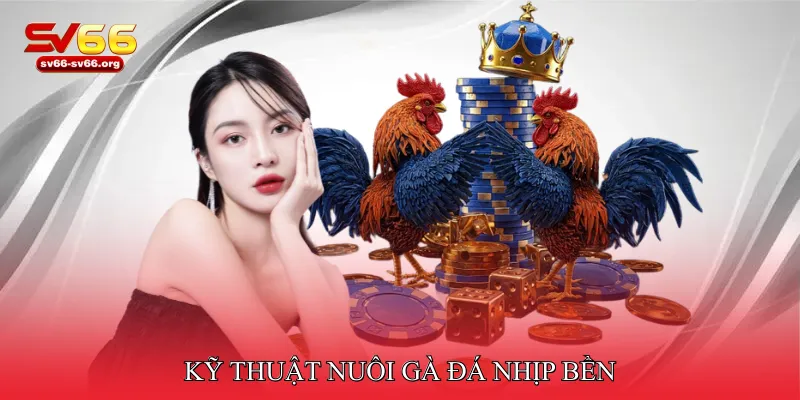 Kỹ thuật nuôi gà đá nhịp bền