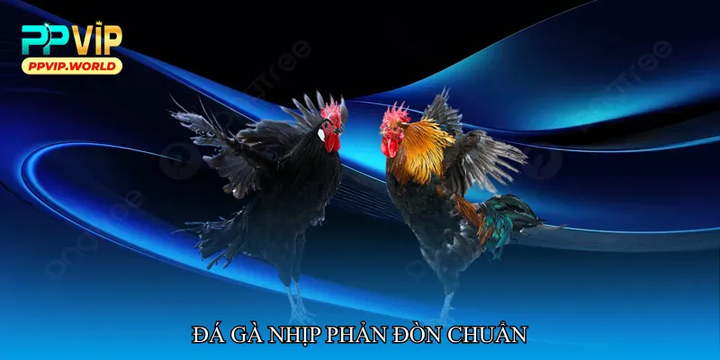 Đá gà nhịp phản đòn chuẩn