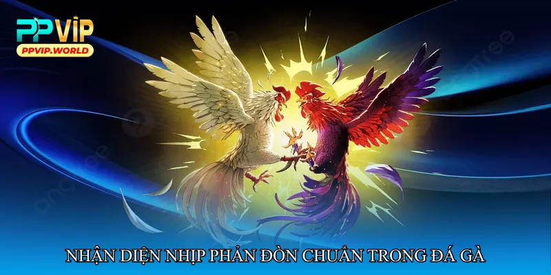 Nhận diện nhịp phản đòn chuẩn trong đá gà